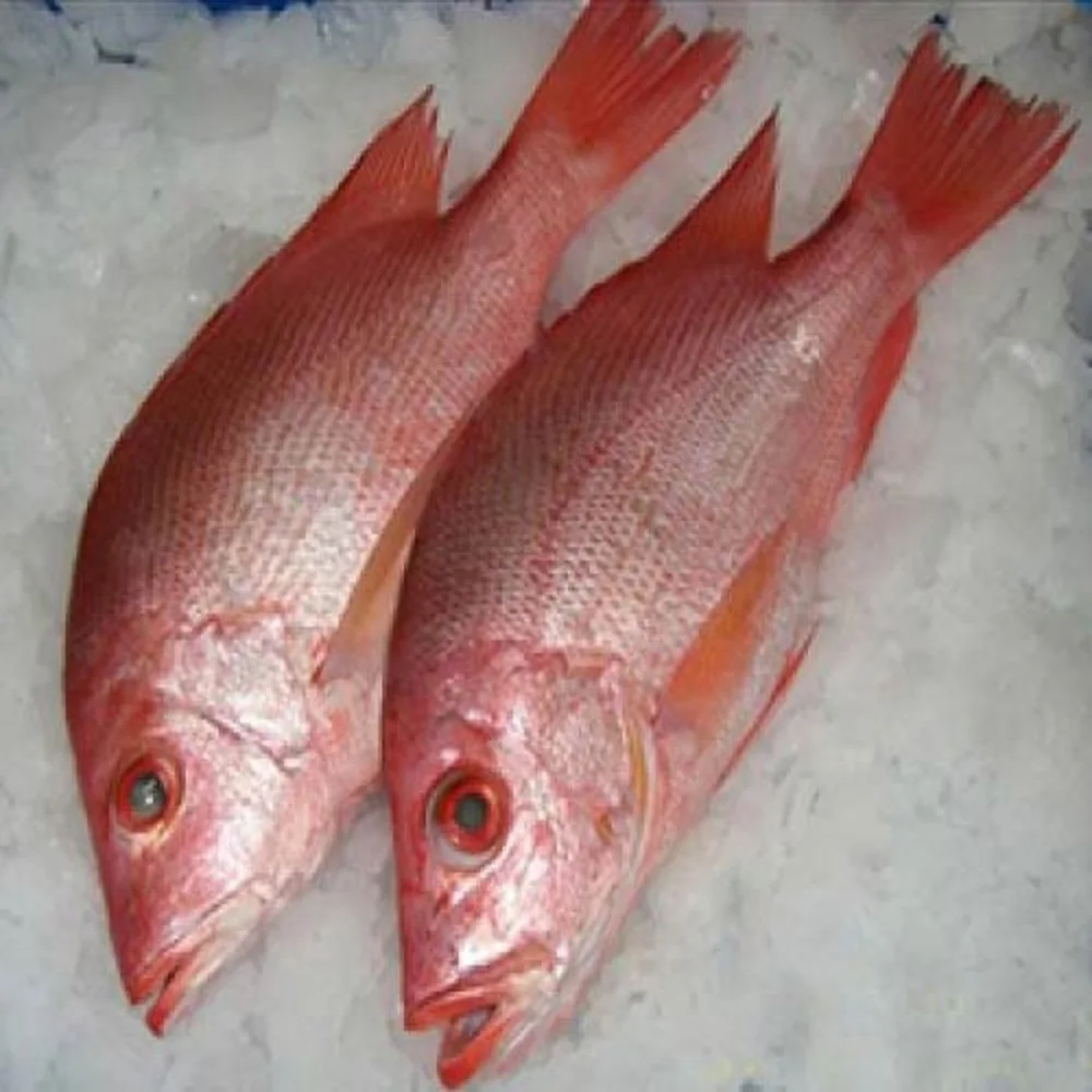 high quality frozen red snapper fish whole round 200-500-700g
