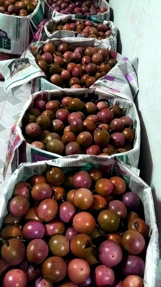 Fresh Passion Fruit/ Frozen Passion Fruit For Korea Market (ms.holiday