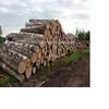 White Birch Logs - Latvia origin