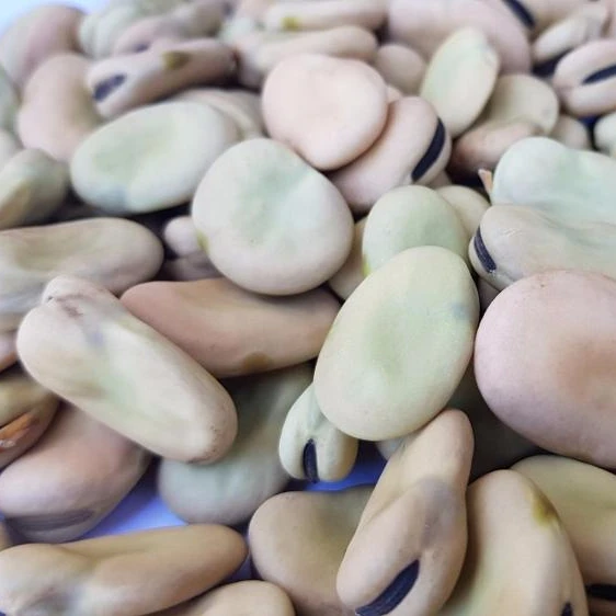 
broad beans 