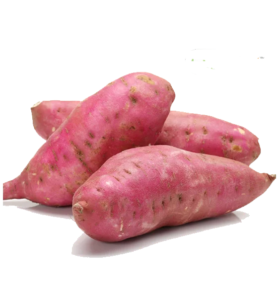 High Quality Fresh Sweet Potato New Season Vietnam Export Grade Supplier