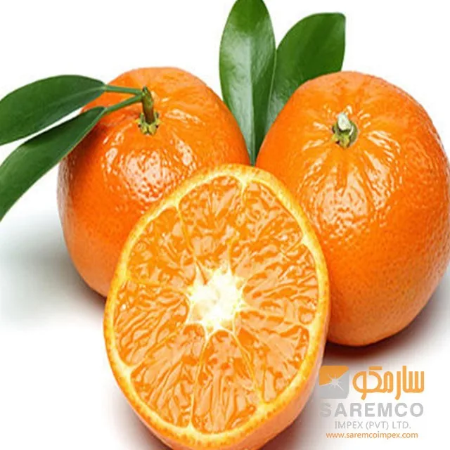 Navel Orange And Valencia Orange Fresh Fruits Fresh Citrus Fruit From