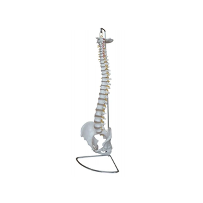 Human-Spinal-Vertebral-1.jpg