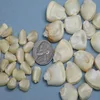 Certified Non GMO White maize/corn
