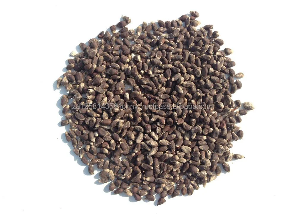 Cotton Seeds Buy Cotton Seeds For Sale In Bulk Product on