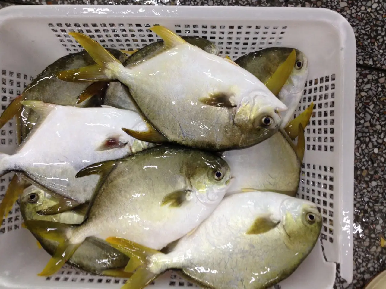 golden pompano farm