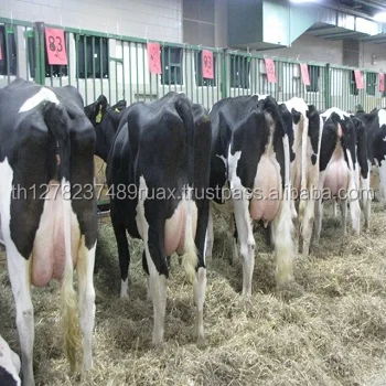 Buffalo For Sale >> Pregnant Cows For Sale Livestock Live Cows Alive Buffalo Buy Pregnant Cows For Sale Product On Alibaba Com Buffalo For Sale >> Pregnant Cows For Sale Livestock Live Cows Alive Buffalo Buy Pregnant Cows For Sale Product On Alibaba Com