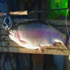 Rainbow Trout (Oncorhynchus mykiss) Frozen, Gutted with Head on 2-3kg and 3-4kg