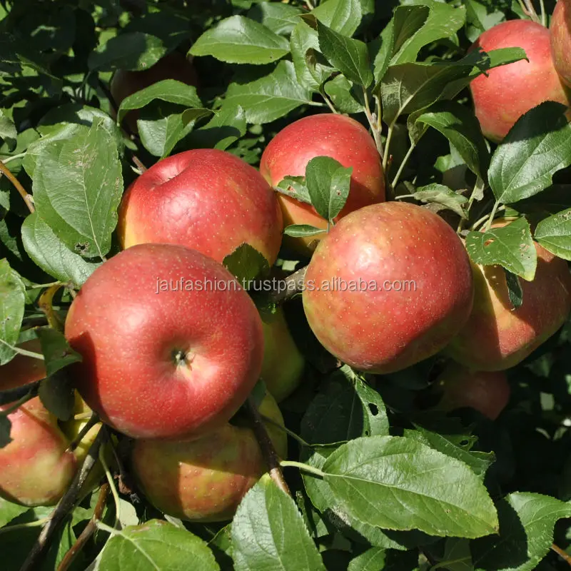 Wholesale Apple Fruit / Apple Fruit Fresh / Wholesale Prices Apple