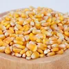 Quality yellow corn for animal feed
