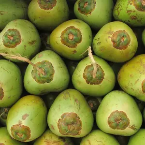 fresh green coconuts