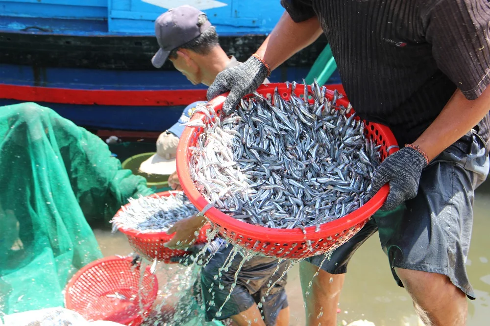 fishing-anchovy.JPG