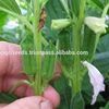 SESAMUM SEEDS FOR SOWING FOR Albania