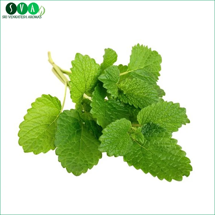 批发价格治疗级蜜蜂花精油 Buy Melissa油 批发melissa油 梅丽莎精油product On Alibaba Com