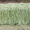 /product-detail/100-pure-alfalfa-hay-timothy-hay-lucerne-hay-for-animal-feed-for-sale-50046206092.html