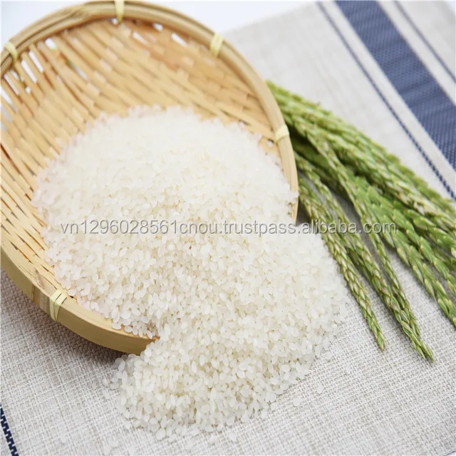 Japonica rice 3.jpg