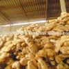 VIETNAM FRESH GINGER 100 GRAM UP - WHATSAPP : +84989322607