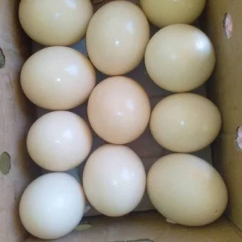 Telur Burung Unta Subur Telur Buy Ayam Broiler Telur Putih Dan