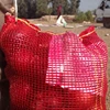 High Onion yields come in crops where early leaf cover is produced and then maintained for a long period prior to senescence.