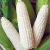 Indian White Maize