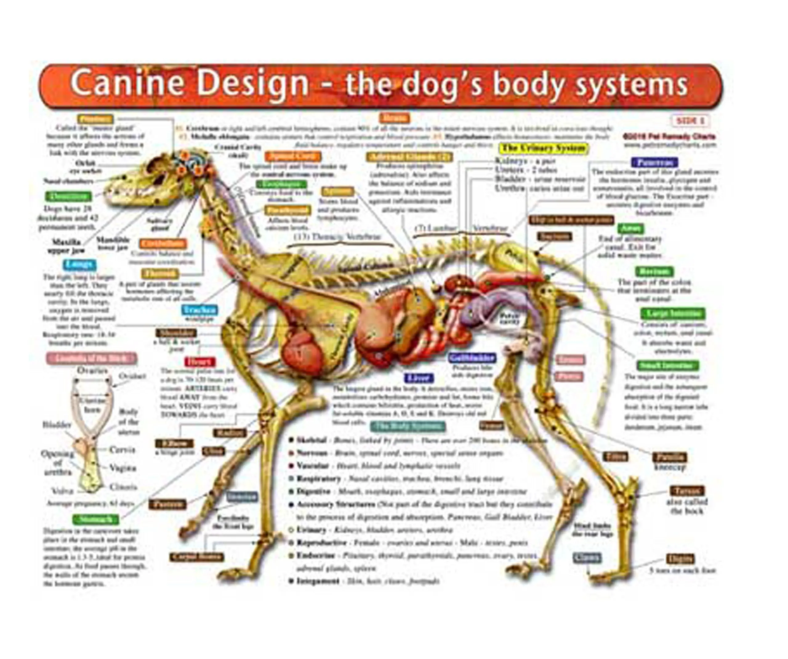 Внутренние органы собаки плакат