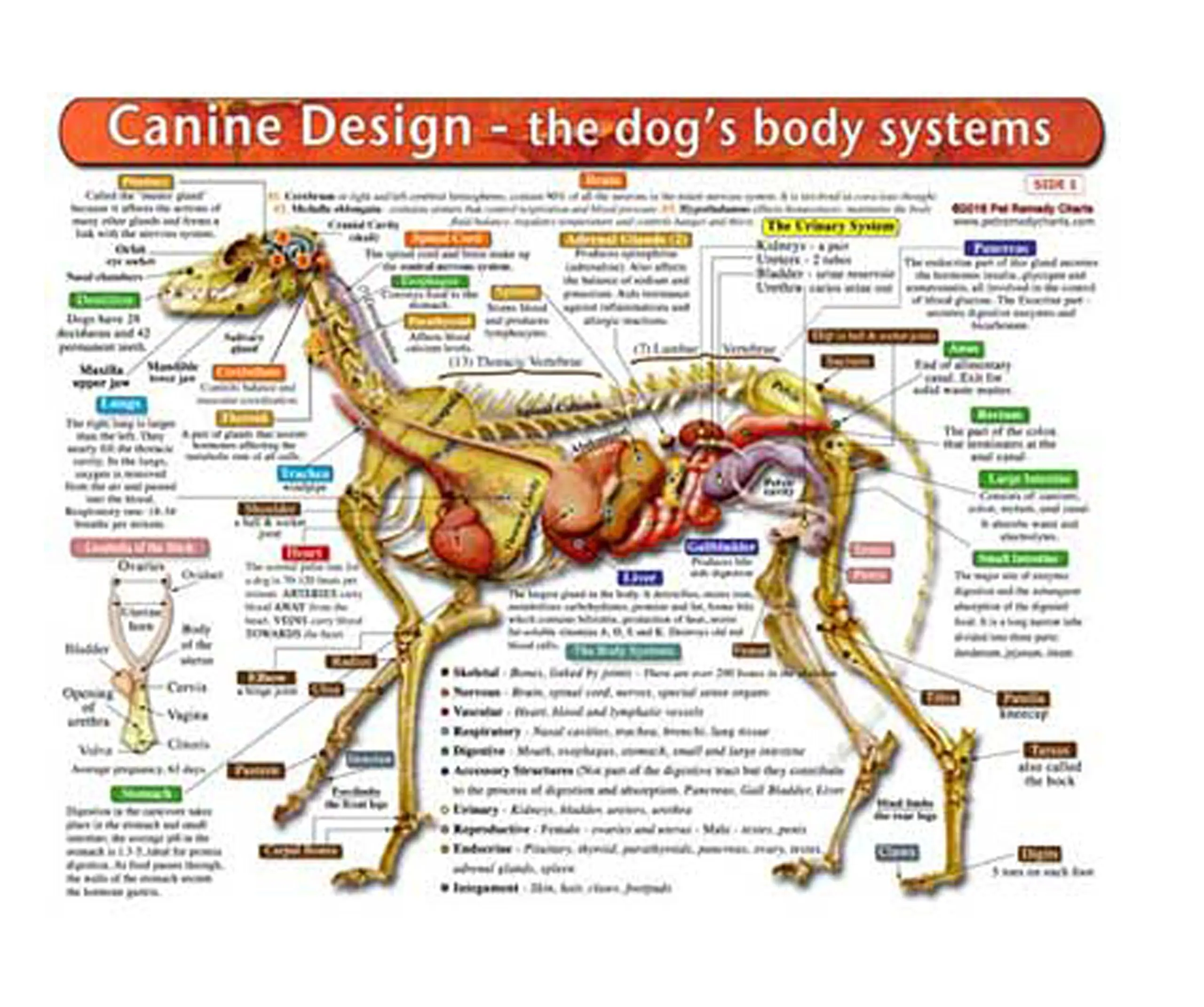 Buy The Dogs Body Systems A DoubleSided, UV Protected, Laminated Dog Anatomy Chart A