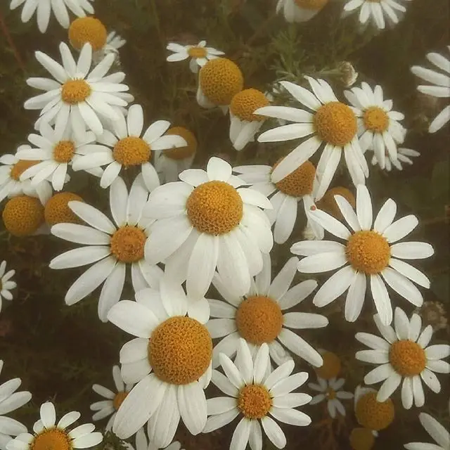 Anthemis Nobilis