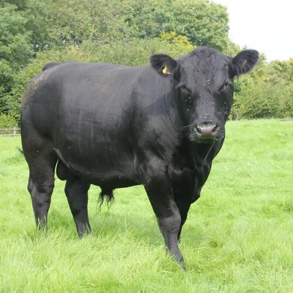 高品質のアバディーンアンガス シャッターストック Bonsmaras Brahmans未経産牛 子牛 Holstein Cow Boran F1 Bulls Limousin Dairy Livesto Buy Angus Product On Alibaba Com