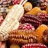 Big Value dried corn in corn and maize SGS & HACCP Certified and Approved