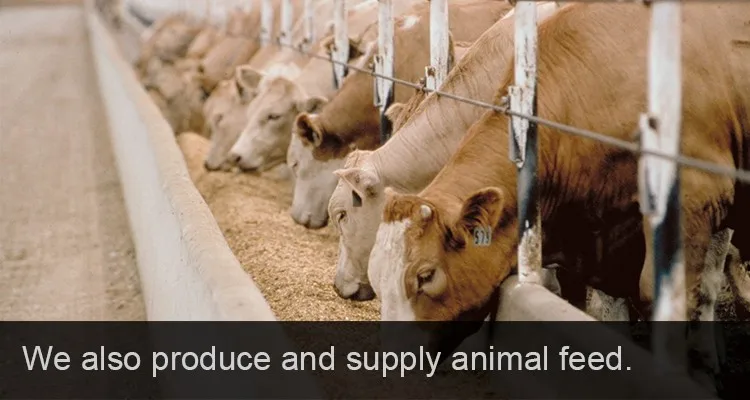 tapioca starch flour made from cassava, yuca, manioc roots