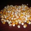 SWEET YELLOW CORN FOR POP CORN