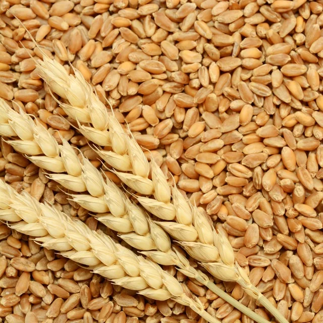aaa grade quality durum wheat for sale