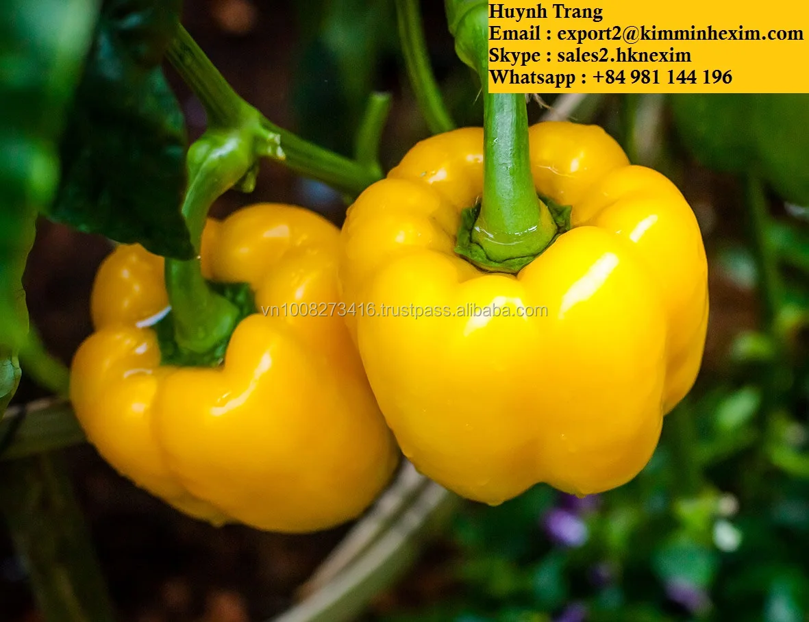 85_CapsicumYellowWEB1.jpg
