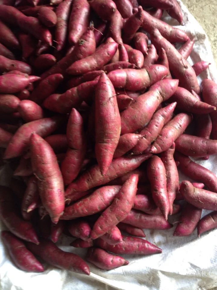 Japanese Yellow Sweet Potato For Sale With Best Price Buy Vietnam