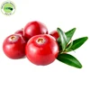 Cranberry Seed Oil Conventional at Wholesale Price