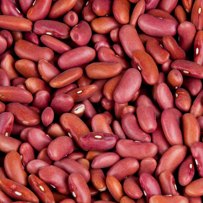 red beans british type