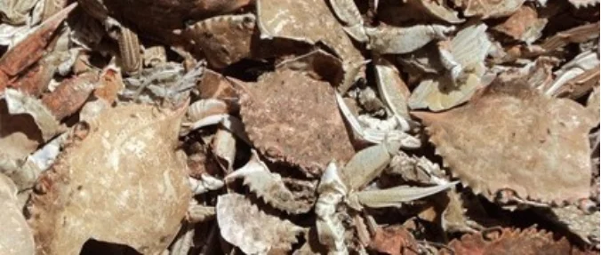 raw crab shell