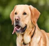 Veterinary Chronic Kidney Disease or Renal Failure Medicine - Organic Ayurvedic Herbal Supplement for all Animals