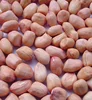 Groundnuts in shell/ without shell/peanut/raw/roasted