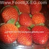 Egyptian Sweet Strawberry, Many Types with Red color fresh Strawberry