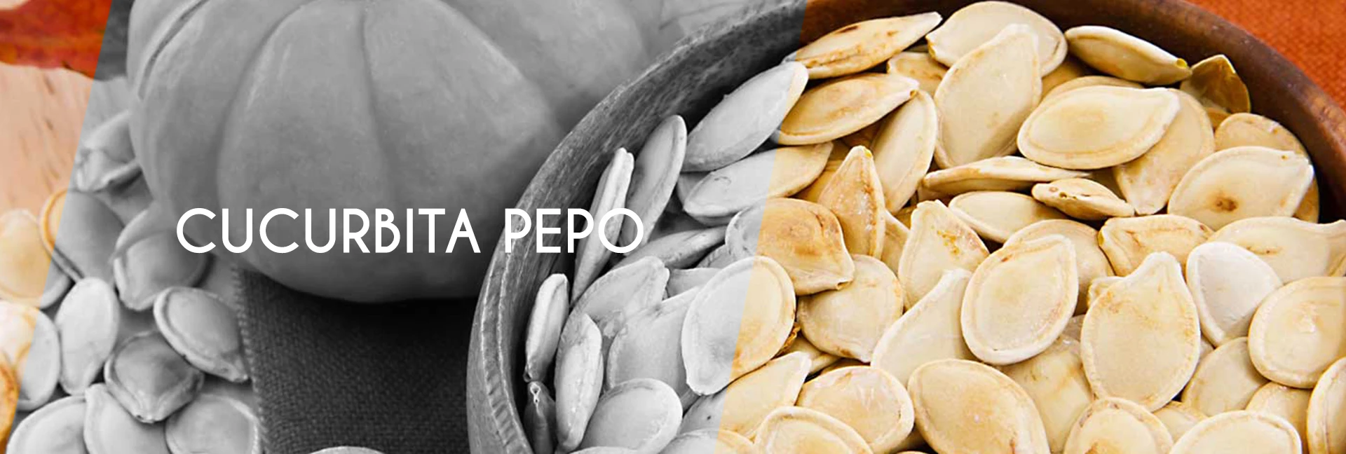 wholesale pumpkin seed oil 1l plastic drum premium quality