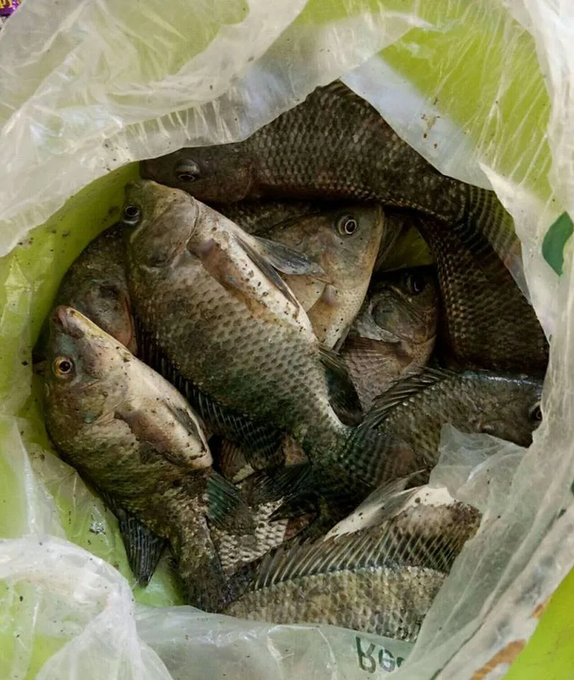 High Quality 100 Halal Grade Fresh Tilapia Fish From Bangladesh Buy