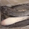 Fresh Frozen catfish