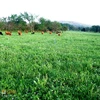 Grass Premium Quality (Animal Feed) Rhodes Grass Hay