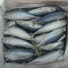 /product-detail/frozen-mackerel-fish-50037382703.html