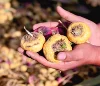 Multi-Purpose Use organic Maca Powder Benefits Price