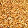 /product-detail/animal-feed-corn-in-bulk-50003331676.html