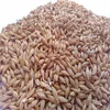 Certified Certified Grain Barley for malt / Barley feed