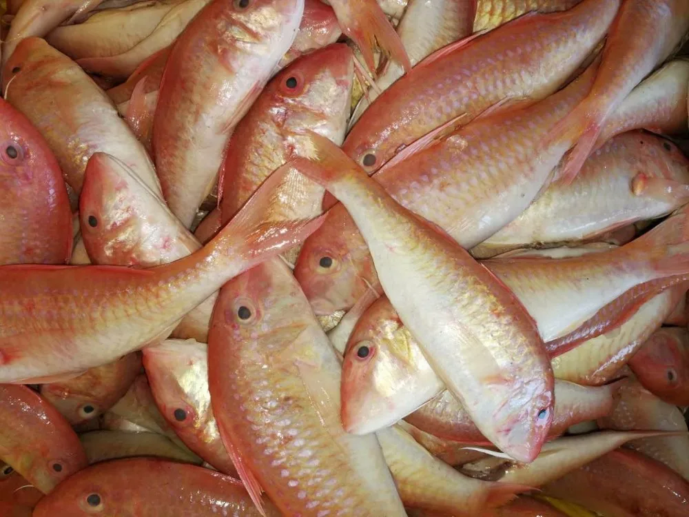 quality red mullet frozen / fresh