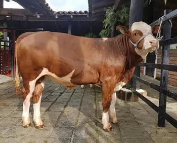 jersey cattle bull